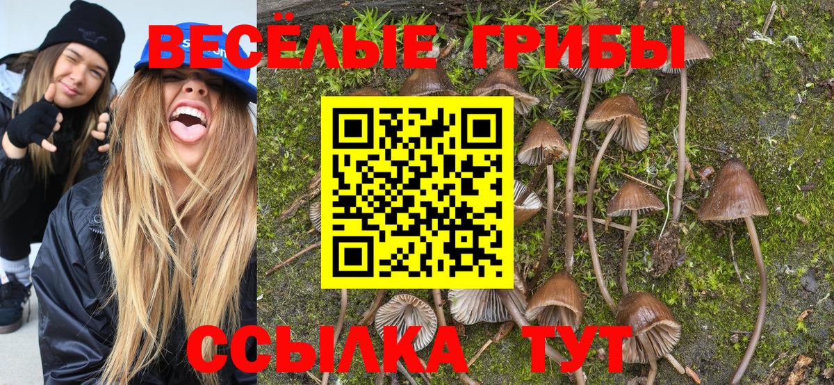Псилоцибиновые грибы MAGIC MUSHROOMS  Вход с VPN  Псилоцибиновые грибы мухоморы  Тамбов 